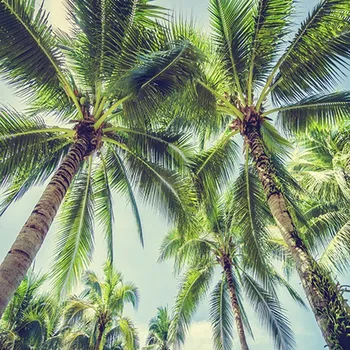 

Palm Tree Sandy Beach Background Vinyl cloth High quality Computer printed wall backdrops