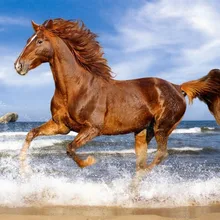 Галоп для золота Искусство Ручная роспись креативный цифровой самодельная картина маслом живопись по номерам 24 Цвета Пигмент кисть