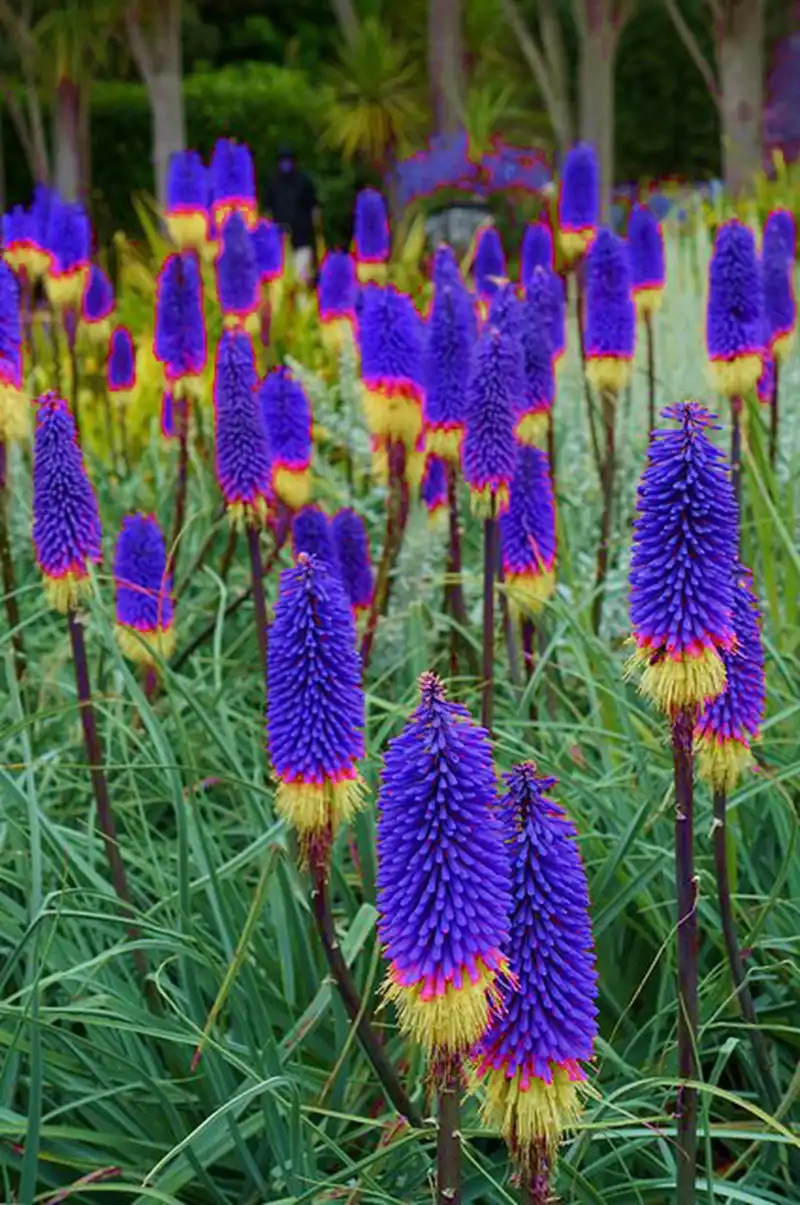 100pcs True Hot Poker (Kniphofia Uvaria) Beautiful Torch Lily Flower