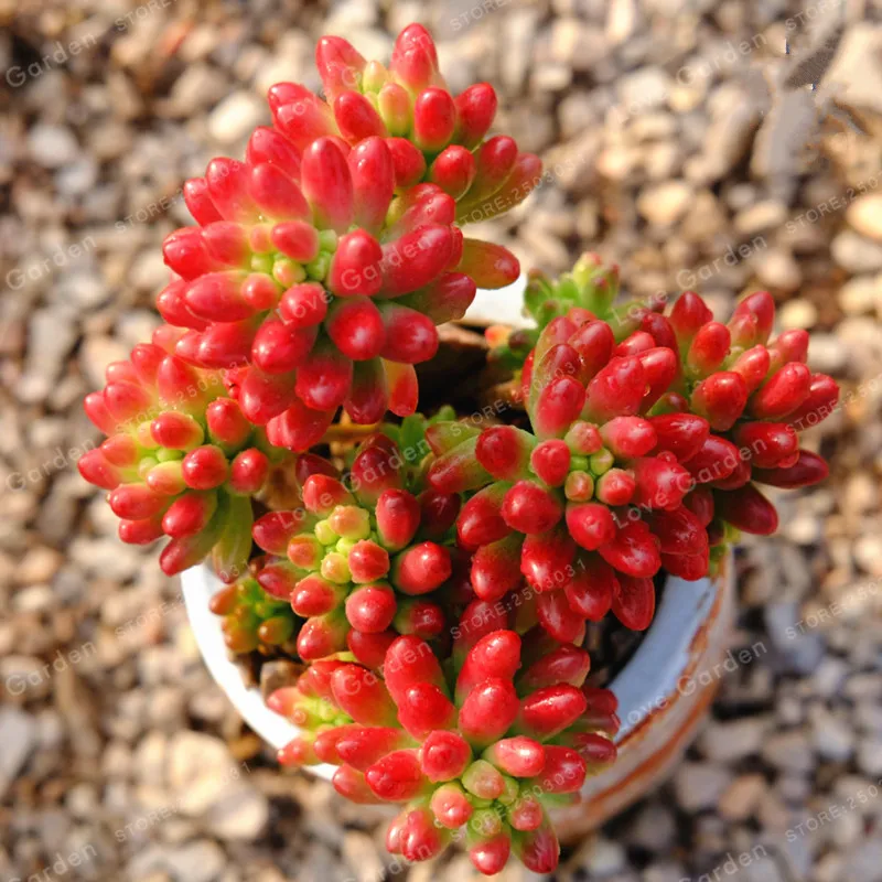Us 0 43 49 Off 100 Sedum Rubrotinctum Bonsai Flower Pots Meaty Plant Family Indoor Outdoor Potted Flowers Green Pot In