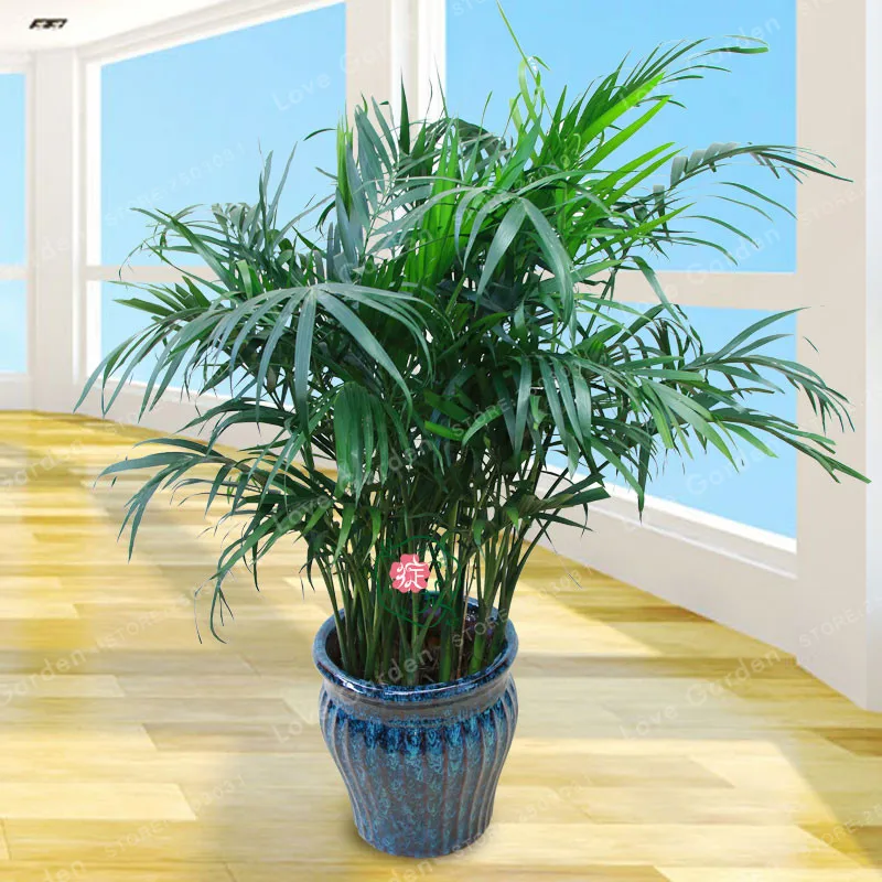 5 шт. Chrysalidocarpus Lutescens растение для украшения дома Areca пальмовое растение комнатные растения бабочка пальмовое бонсай растения