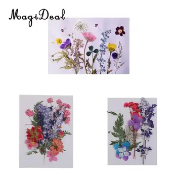 

Multiple Beautiful Real Pressed Flower Dried Flowers for Art Craft Scrapbooking Resin Jewelry Craft Making Phone Case