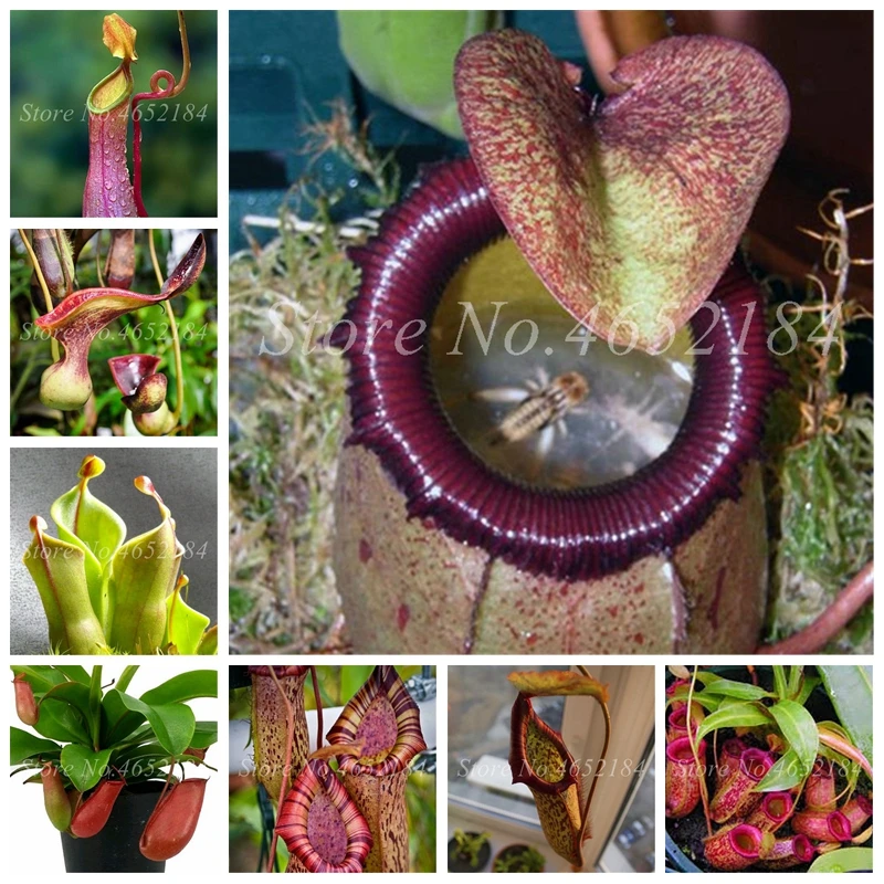 

Free Shipping 100 pcs/ bag Nepenthes Bonsai Balcony Dionaea Muscipula Potted Garden Plants Succulent Plantas Carnivorous Plants