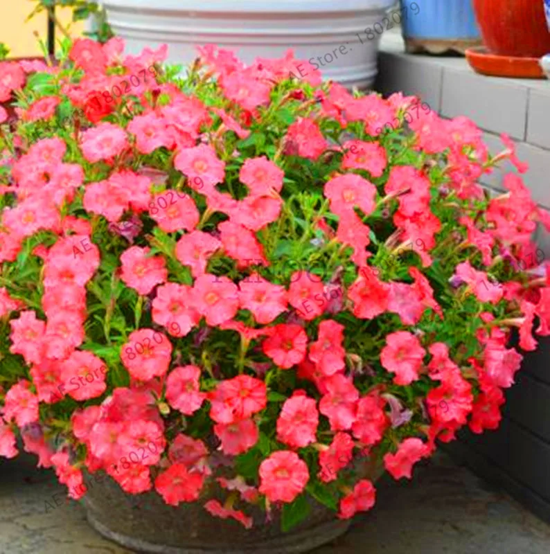 Best-Selling!200pcs Hanging Petunia Mixed flores Color Waves Beautiful Flowers For Garden Plant Bonsai Flower plantas,#BJLC4O Best-Selling!200pcs Hanging Petunia Mixed flores Color Waves Beautiful Flowers For Garden Plant Bonsai Flower plantas,#BJLC4O