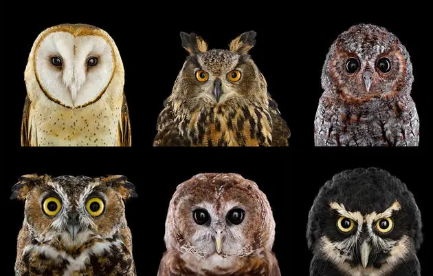 Card_OwlGrid copy_0