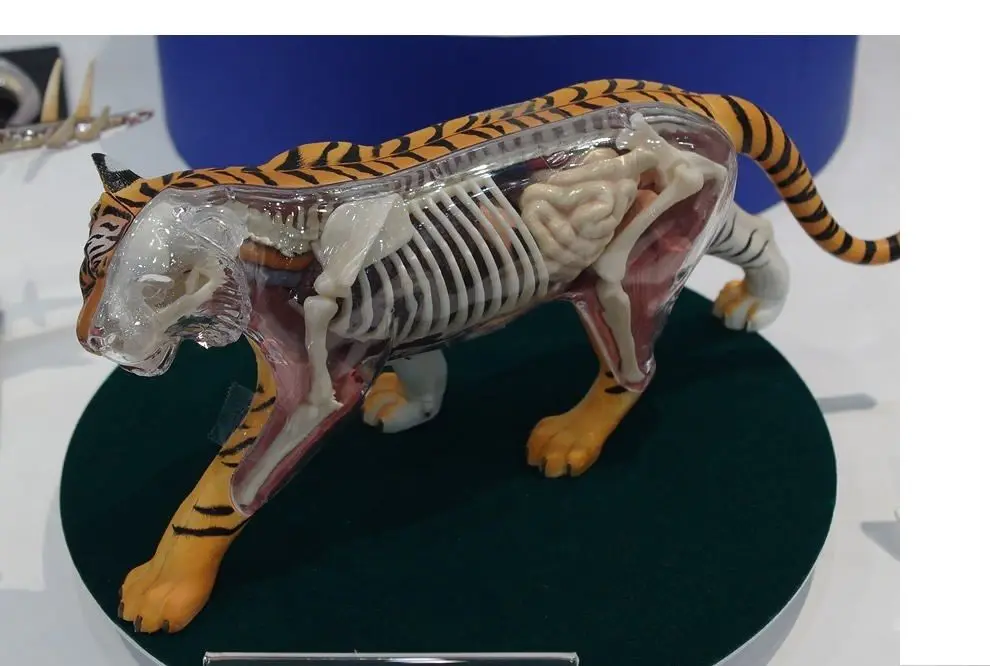 организм тигра. тигр референс анатомия. организм тигра. внутренние органы тигра. тигр строение.