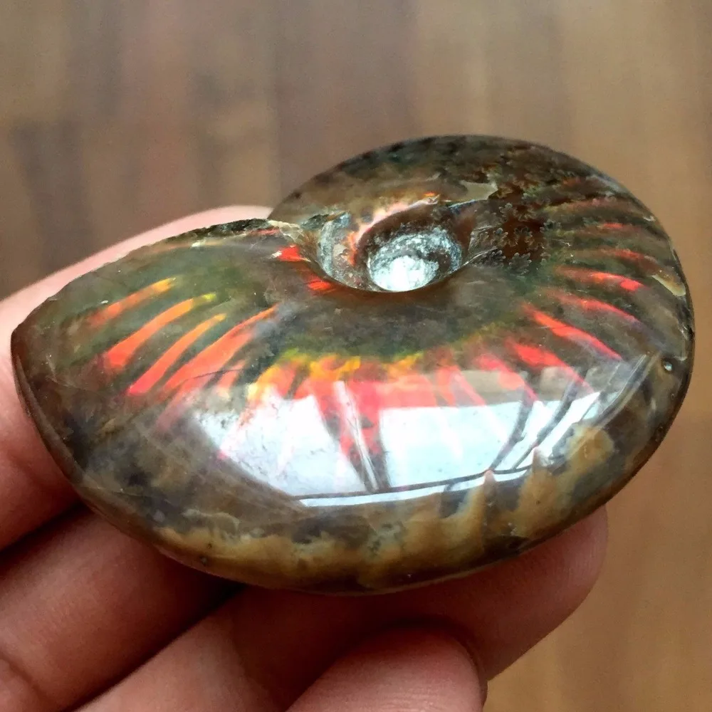 Ammonite Fossil (2)