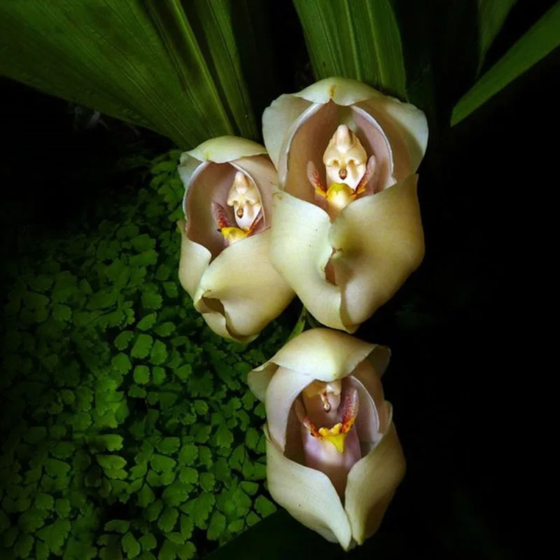50PCS Grotesque like a font b baby b font wrapped in Anguloa clowesii Tulips Orchids seed
