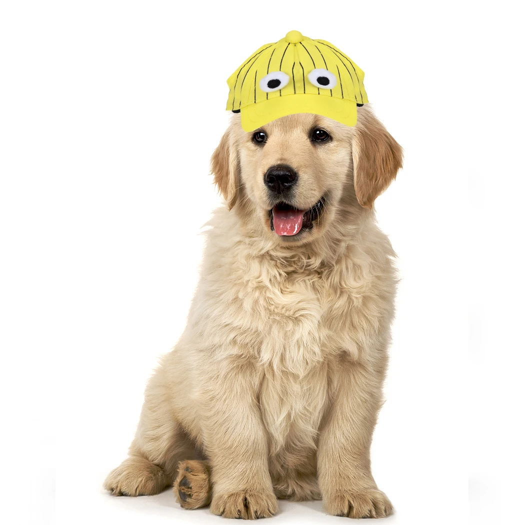 dog with baseball hat