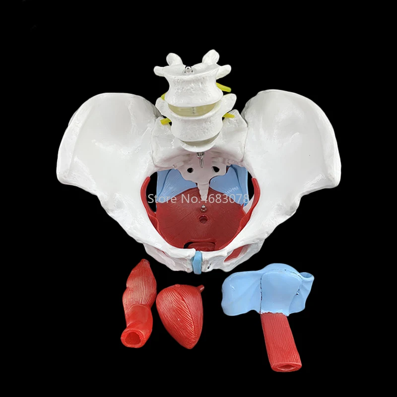 Женский тазового репродуктивным органам Структура модель женских половых Модель таза мочевого пузыря с двумя поясничных мышц тазового дна модель