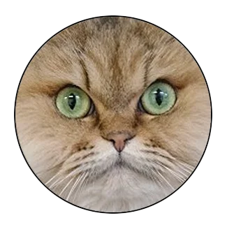 5 шт. 16 мм 20 мм 25 мм черная кошка для любителей домашних животных кошка с двумя ушами ручная работа фото стекло кабошоны Кабошоны ювелирные аксессуары - Цвет: 004