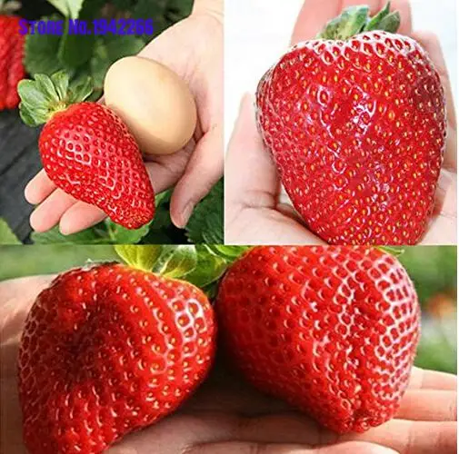 

100Pcs fruit bonsai, Giant Red Strawberry Organic bonsais Garden Semillas De Flores Indoor Plants Flowers Home Garden Decoration
