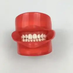 1 шт. Стоматологическая Phantom голову модель с 28 шт. винт фиксированная зубы для зубные образование устные моделирования практика Системы