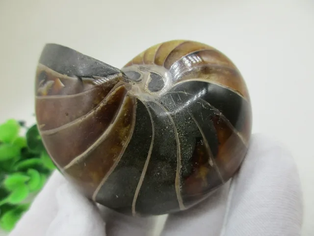 Special Offers Natural Rare Quartz Crystals Polished Parrots Sea Snail Fossil Natural Stone Chakra Healing Reiki Crystal Crafts Special Offers Natural Rare Quartz Crystals Polished Parrots Sea Snail Fossil Natural Stone Chakra Healing Reiki Crystal Crafts