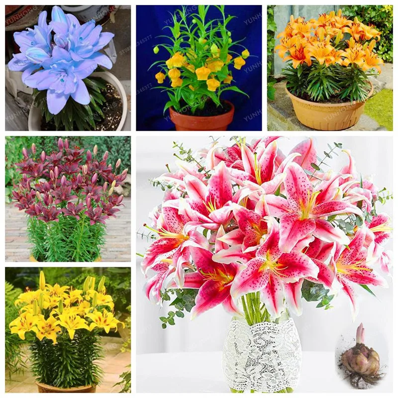 Online Buy Wholesale lily bulbs from China lily bulbs Wholesalers