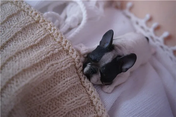 French Bull Dog Sleeping Lazy Pets Fridge Magnets PVC Figures Toys Car Home Office Decoration Gifts - Buyer's Show 6