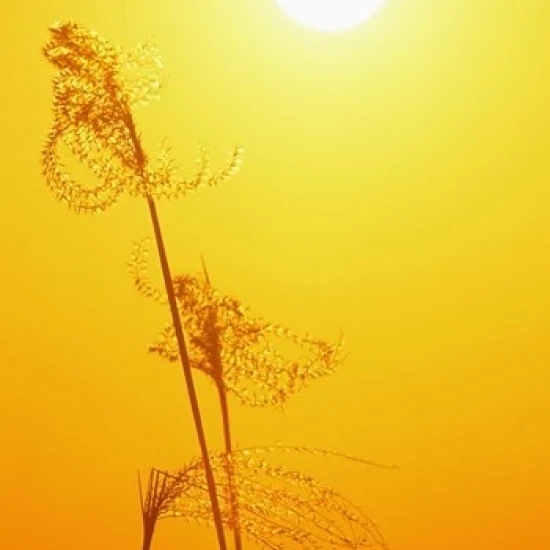 Susuki Grass at Sunset  Kagoshima  Japan Poster Print by Rob Tilley (15 x 22)