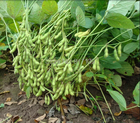 Garten Pflanzen 5 Samen Bohnensamen, Edamame samen, sojabohnen, Essbare