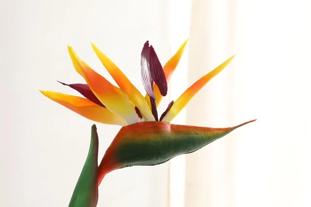 Single bird of paradise artificial flower real touch bouquet soft plastic flower color bird of paradise dried flower decoration cheap Valentine s Day Flower Branch Artificial Flowers AIVIYI heaven bird 80cm 32inch Christmas wedding DIY Wedding patry home Christmas Single bird of paradise artificial flower real touch bouquet soft plastic flower color bird of paradise dried flower decoration cheap Valentine s Day Flower Branch Artificial Flowers AIVIYI heaven bird 80cm 32inch Christmas wedding DIY Wedding patry home Christmas