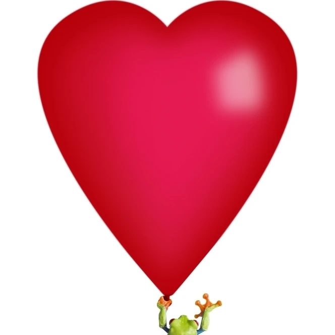 Red-Eyed Tree Frog (Agalychnis Callidryas) Holding A Red Heart Poster Print (11 x 17)