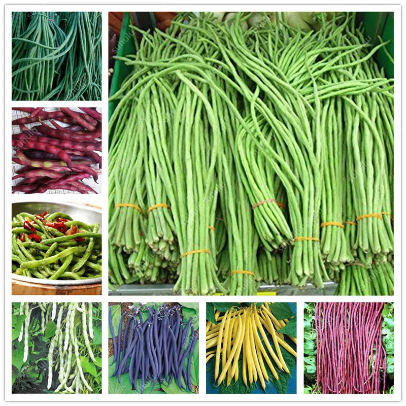 

20 Pcs Chinese Bean bonsai, vanilla beans bonsai,High-Yield plant,Delicious Vegetable Edible food balcony potted garden plants