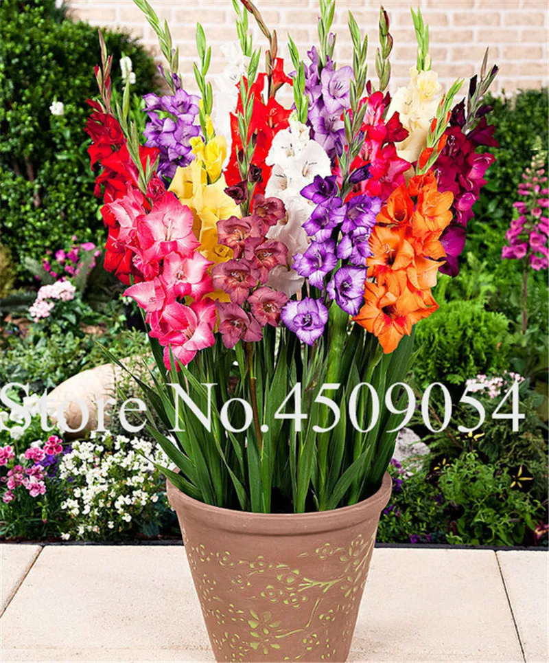 100 Pcs Rare Striped Gladiolus Sword Lily Garden Plant Flowers Orchid