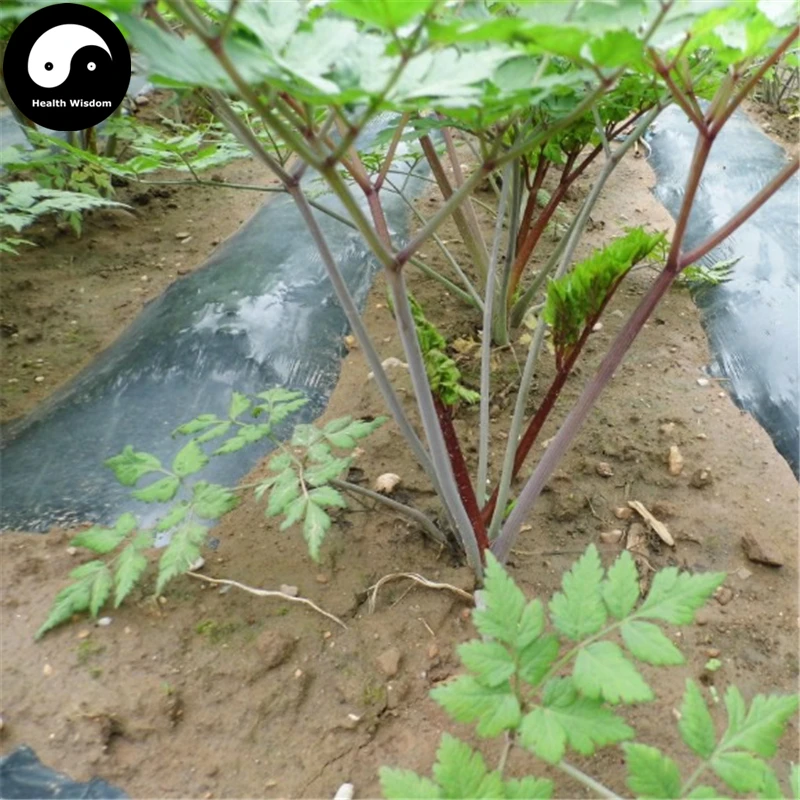 

Buy Real Angelica Sinensis Semente 100pcs Plant Dong Quai For Herbal Dang Gui