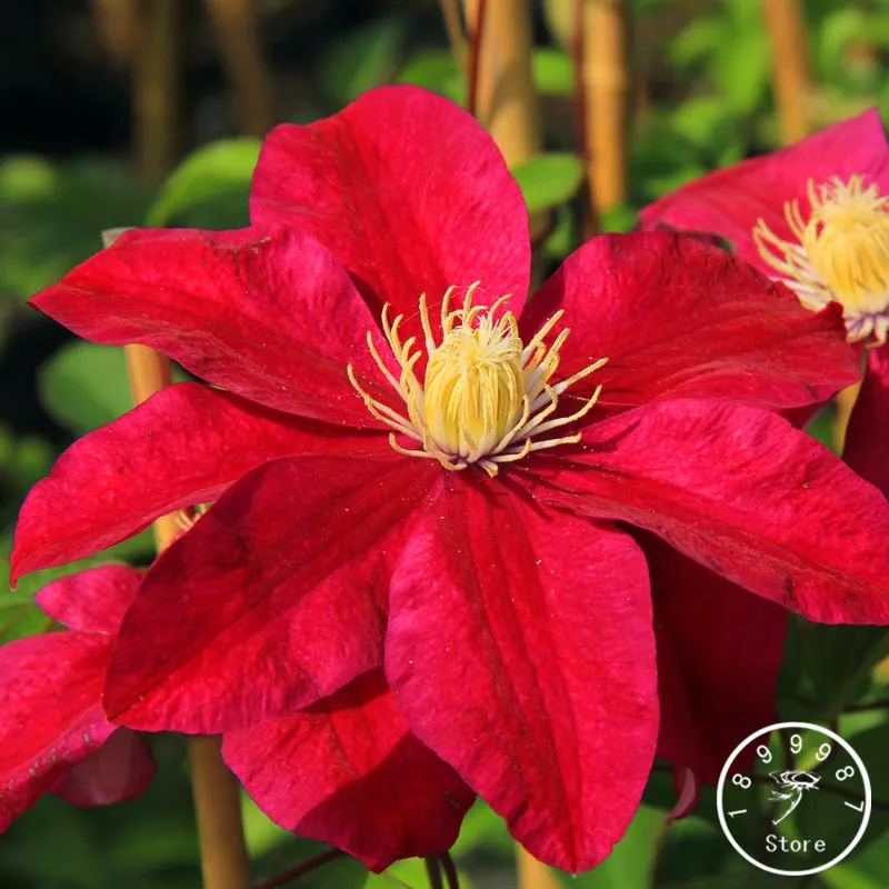 100 шт./пакет бонсай цветок гибискуса flores, комнатные Гибискус mutabilis, сад& Home многолетние с красивыми растениями цветком