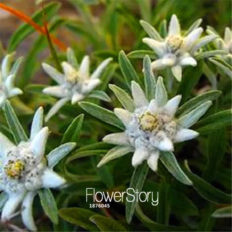 100 Pcs/Lot Sale!Edelweiss Seeds Bonsai Seeds Potted Plants Flower