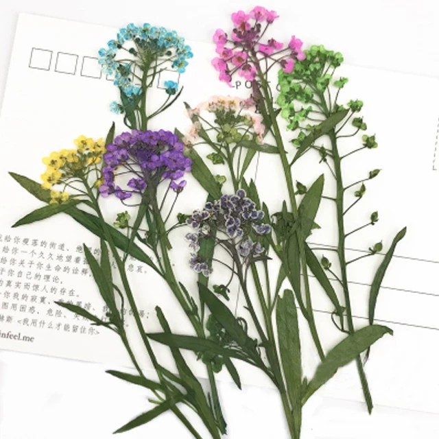 

9 Different Colors Hornsey ball / Alyssum for Home decoration dried pressed flower 1 lot/10bags (60pcs flowers)