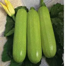 Ya green zucchini seeds 10Pcs healthy vegetable seeds