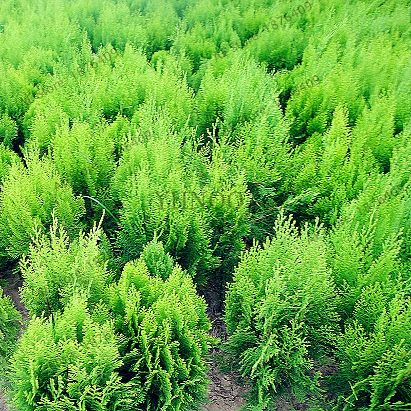 100pcs/bag Microbiota Decussata Siberian Carpet Cypress Arborvitae flores tree Bonsai Plant DIY Home Garden free ship 100pcs/bag Microbiota Decussata Siberian Carpet Cypress Arborvitae flores tree Bonsai Plant DIY Home Garden free ship