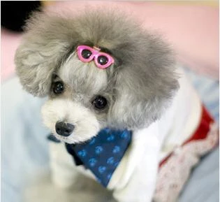 japanese teddy bear dog