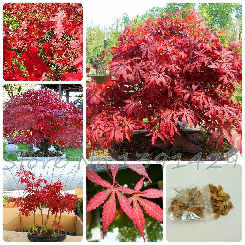 Popular Canada PlantsBuy Cheap Canada Plants lots from China Canada