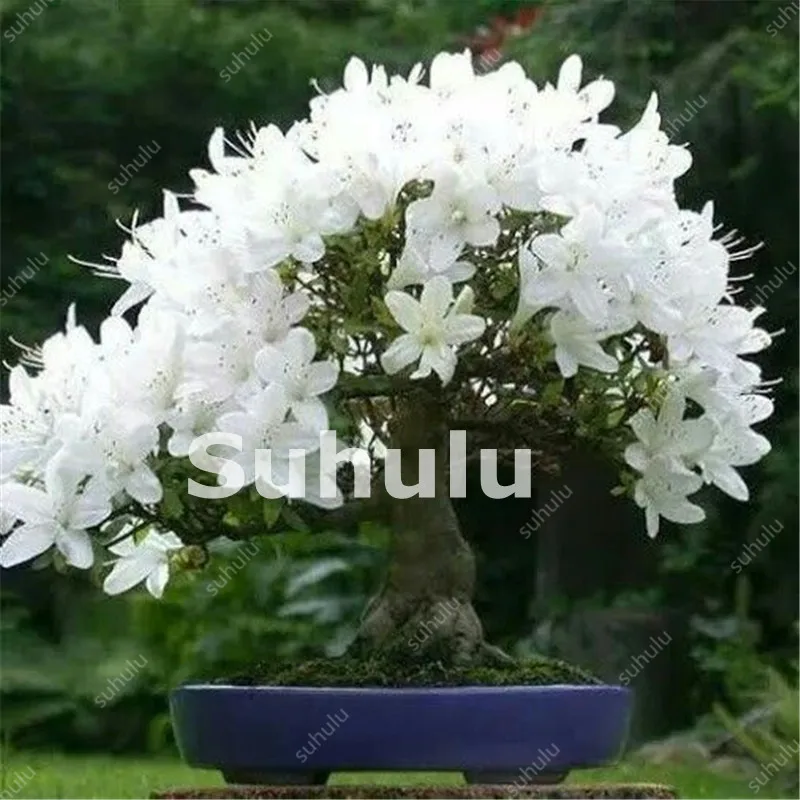 20 Pcs Mini Bonsai Tree Japanese Sakura Plant Rare Cherry Blossoms Flowers Plant In Bonsai,Pink Prunus Serrulata For Desk, Home