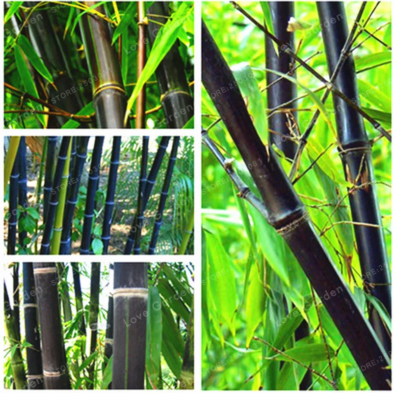 

50 PCS Black Bamboo Potted plant Phyllostachys Nigra Bonsai Home Garden Flower Pot Planters Easy To Grow Flower Garden Plant
