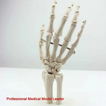 

Medical human hand joint model hand bone ulna humerus model humans skeleton hand and foot surgery