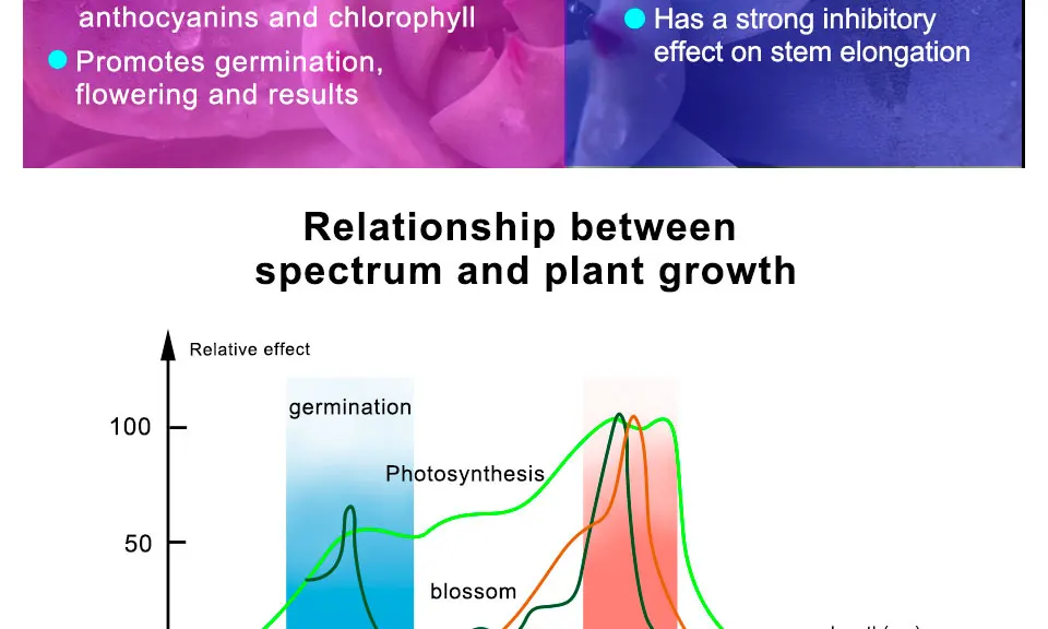 growing lamp bulbs (4)