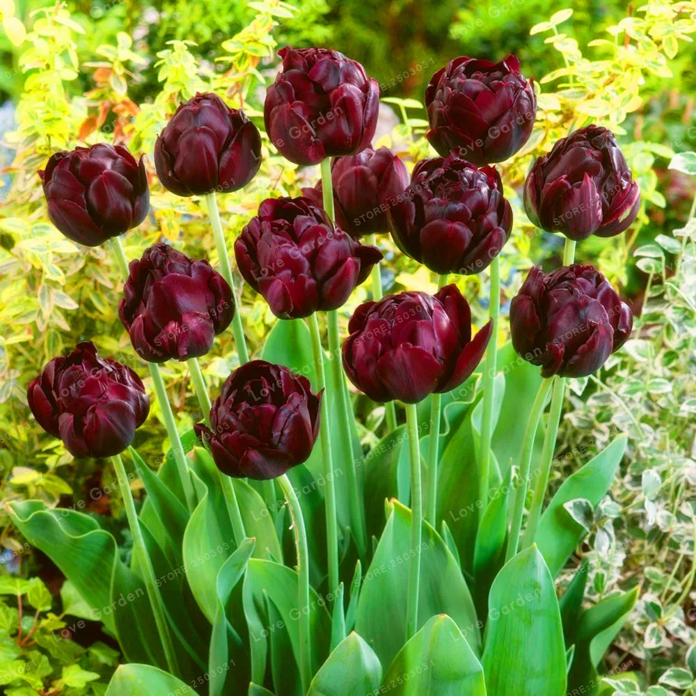 10 Pcs Tulip Bonsai Tulip Flower Beautiful Tulipanes Flower Plant For Garden plants(Not Tulip Bulbs ) Flower Symbolizes Love 10 Pcs Tulip Bonsai Tulip Flower Beautiful Tulipanes Flower Plant For Garden plants(Not Tulip Bulbs ) Flower Symbolizes Love