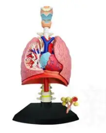 

The 4D lung anatomy model consists of 21 parts, the respiratory system model