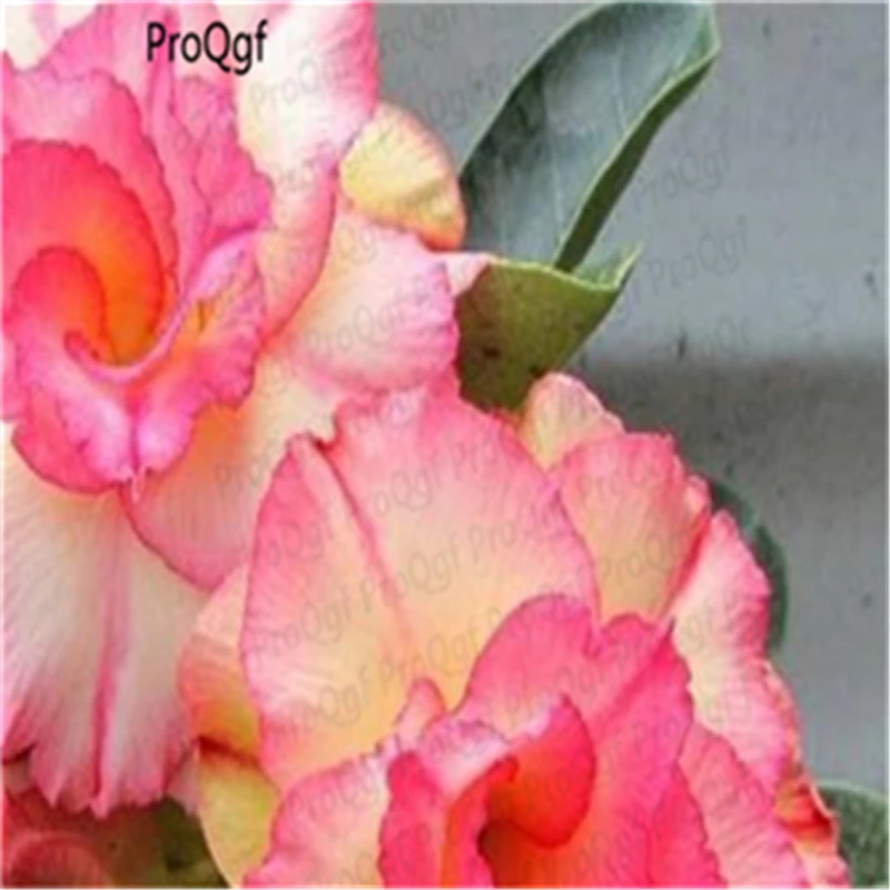 

Prodgf 3Pcs A Set Adenium obesum Desert Rose Mini Plant