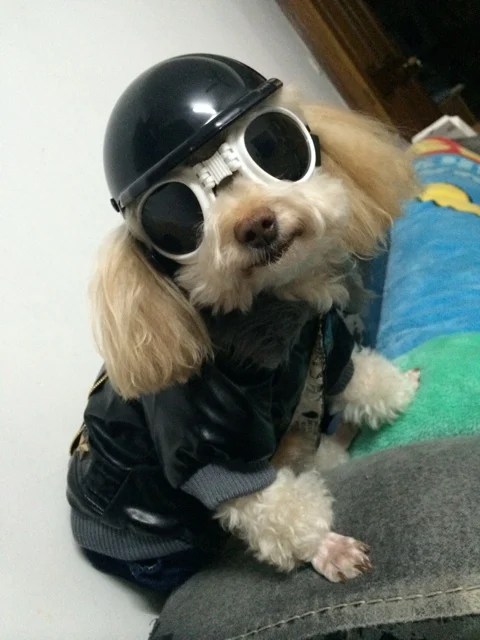 puppy helmet buy wholesale helmets from china helmets wholesalers aliexpress puppy helmet buy wholesale helmets from china helmets wholesalers aliexpress