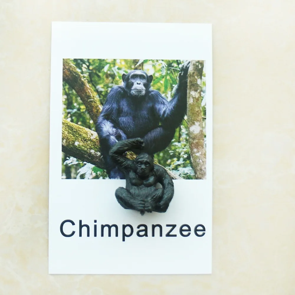 Montessori Infant Toys Montessori Animal Cards Language Materials Preschool Educational Learning Toys For Children YI3044H Montessori Infant Toys Montessori Animal Cards Language Materials Preschool Educational Learning Toys For Children YI3044H