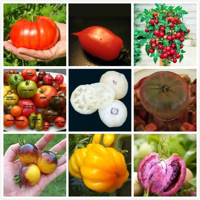 

900pc each 100pc, 9 kinds mixe tomato Heirloom Tasty Tomato Fruit Land Miracle Organic Vegetable bonsai Home Garden