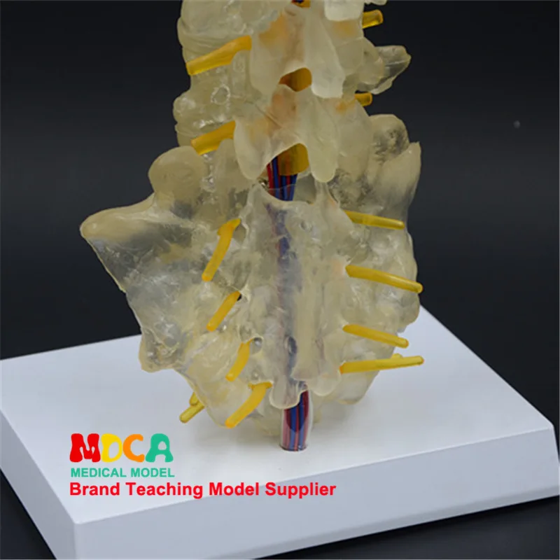 Spine model Luminous ornaments A birthday present Caudal vertebrae Human lumbar spine model Medical teaching equipment Skeleton