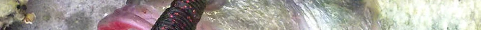ENG_53
