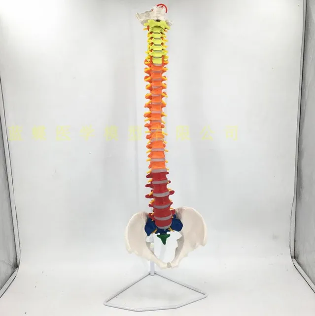 $49.19 80cm Color human spine with pelvis model Color spine model