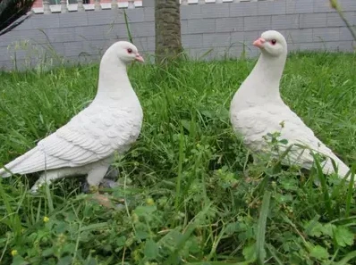 

Resin crafts ornaments decorations store image simulation model white dove group props animal sculpture statue
