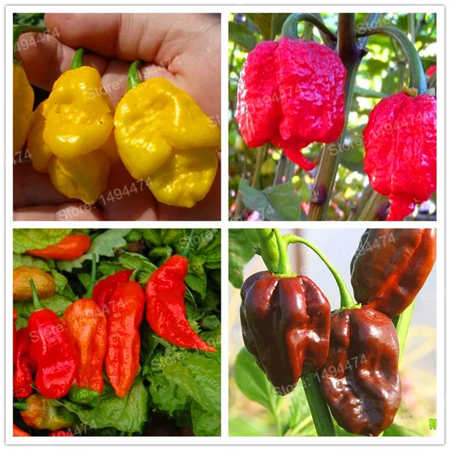 200pcs chili seeds ghost pepper seeds the world s most spicy chili world s pepper chart