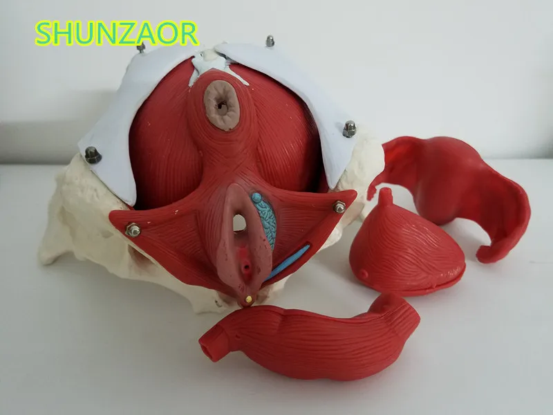 Модель женских тазовых и женских органов шунзаора, мышца тазового дна женского мочевого пузыря. Реабилитационные, медицинское оборудование